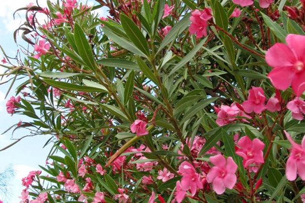 progettare il giardino: la scelta degli alberi ornamentali