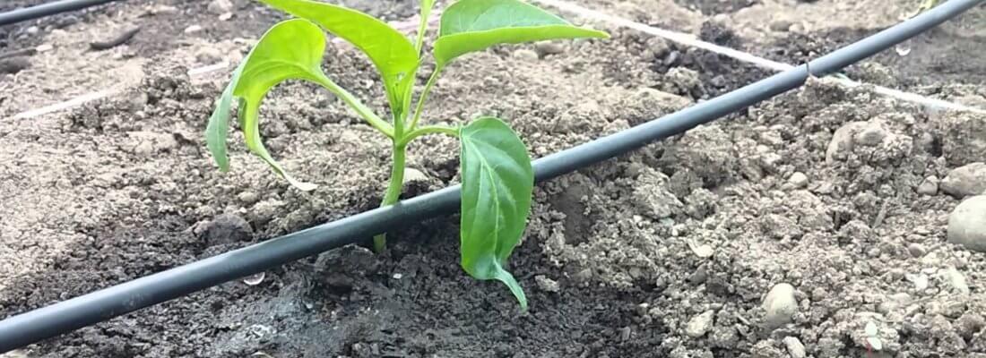 Impianto Di Irrigazione A Goccia Il Tuo Giardiniere A Milano