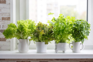 Cura delle piante in vaso