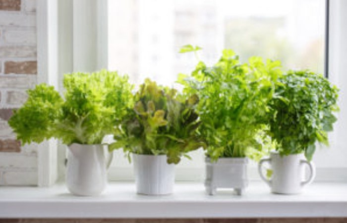 cura delle piante in vaso