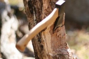 permessi da richiedere per tagliare un albero