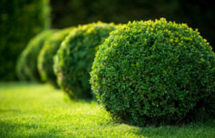 Stella Di Natale Quando Potarla.Quando Potare Le Piante Sempreverdi Il Tuo Giardiniere A Milanoil Tuo Giardiniere A Milano