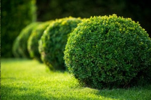 Quando Potare Le Piante Sempreverdi Il Tuo Giardiniere A Milanoil Tuo Giardiniere A Milano