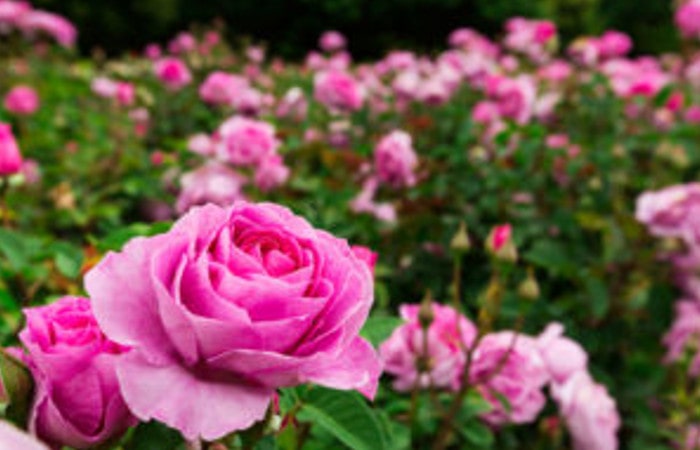 scegliere le rose da giardino