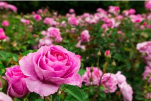 scegliere le rose da giardino