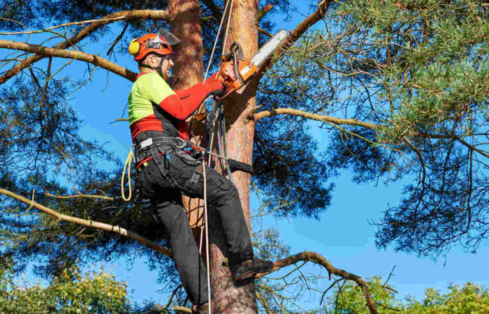 Tree climbing per la potatura degli alberi